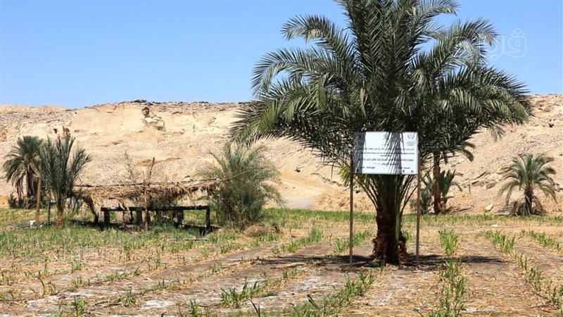 اراضى زراعية فى اسوان،فيتو