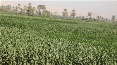 مدير المكافحة بزراعة الأقصر: التصدي لدودة الحشد والثاقبات والقوارض لحماية المحاصيل