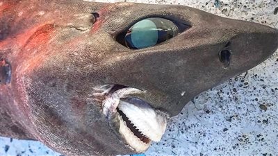 مقبرة قروش نافقة تثير رعب سكان ولاية ايداهو الأمريكية 