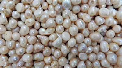 تفسير رؤية اللؤلؤ في المنام وعلاقته بالسعادة والفرح وزوال الهم والغم 