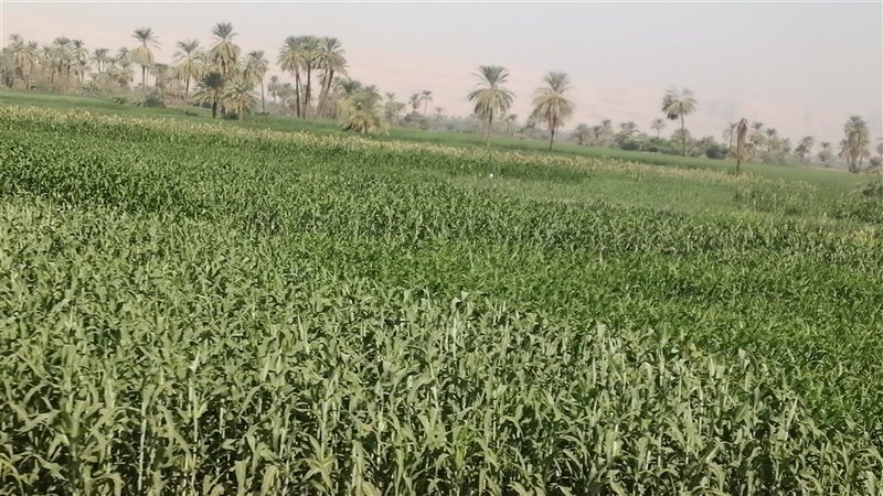 الزراعة في محافظة