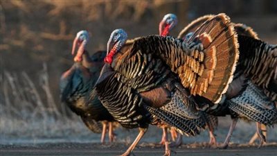 أسعار البط والديك الرومي والسمان في الأسواق اليوم