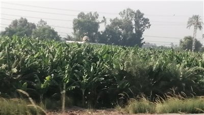 إدارة البساتين بالأقصر: الزراعة علم وصناعة ولا خوف من زراعة الفاكهة