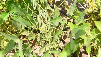 لأول مرة زراعة الفول الصويا على ضفاف كورنيش النيل بقنا (صور)