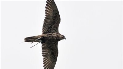 بيع أغلى صقر في مزاد دولي بالسعودية بهذا السعر (صورة)