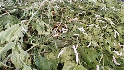 فتيات الحرير يروين فترات الصيام والإفطار في حياة ديدان القز بقنا (فيديو)