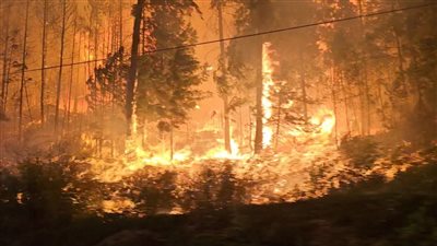 حرائق الغابات تشتعل مجددا في الجزائر