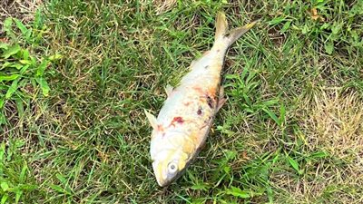 انقطاع الكهرباء في ولاية نيوجيرزي الأمريكية بسبب سمكة