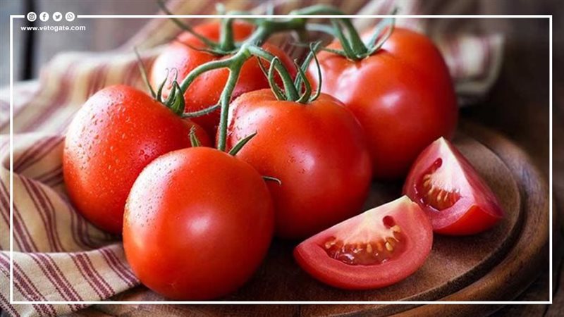 أسعار الطماطم اليوم،