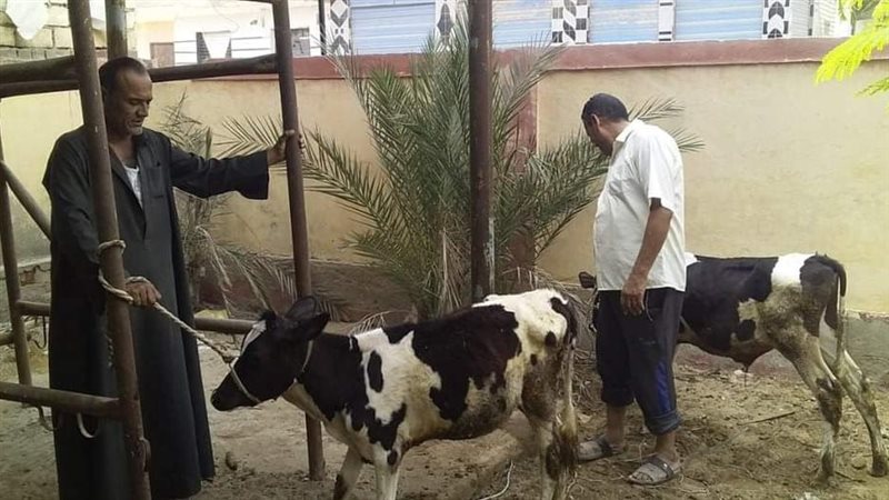 علاج وتحصين 773 رأس