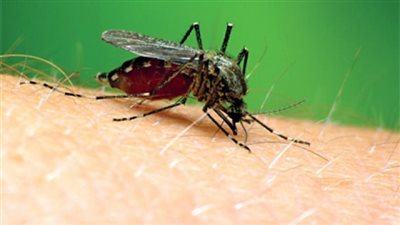 هيئة الدواء توضح علاج لدغات الحشرات في الصيف، وتنصح بهذه الأدوية