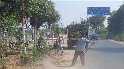 زراعة أشجار زينة ومثمرة بمراكز المنيا