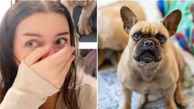أمريكية تتعرض للاحتيال بعد شراء كلب فرنسي أصيل عبر الإنترنت