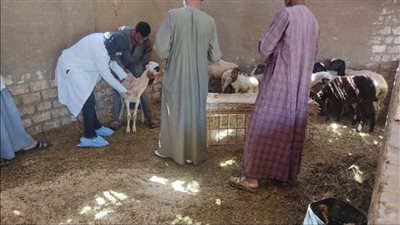تحصين 34 ألف حيوان ضد الحمى القلاعية والوادي المتصدع بالأقصر 