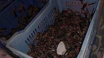 ضبط سيارتين محملتين بـ 950 كيلو 