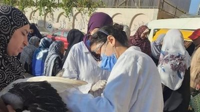 بيطرى الشرقية: تحصين 154 ألف طائر ضد الإنفلونزا 