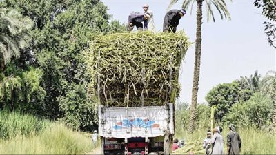 القصير يكلف 