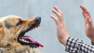 متى يصبح السعار مميتًا، وما  الخطوات الصحيحة لعلاجه؟