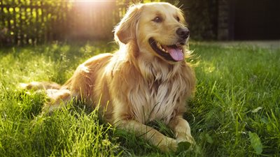 سيدتان تدفعان حياتهما ثمنا لإنقاذ كلب 