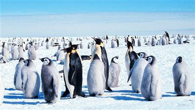 التغير المناخي كارثة تهدد البطريق في القطب الجنوبي 