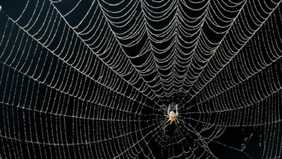 اكتشاف ثاني أضخم حفرية عنكبوت