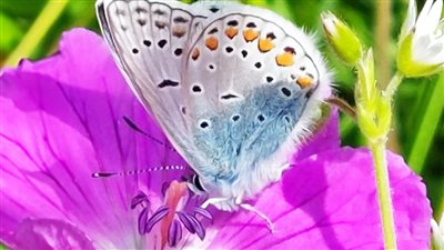 تفسير رؤية الفراشة الملونة في المنام وعلاقته بالسلام الداخلي والراحة النفسية 