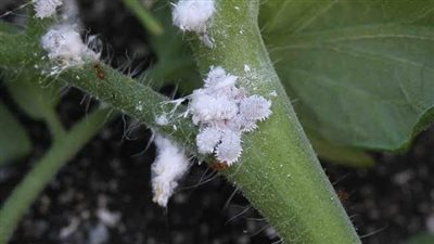 معهد أمراض النباتات ينظم دورة حول أهمية التكنولوجيا الحيوية في مكافحة الآفات