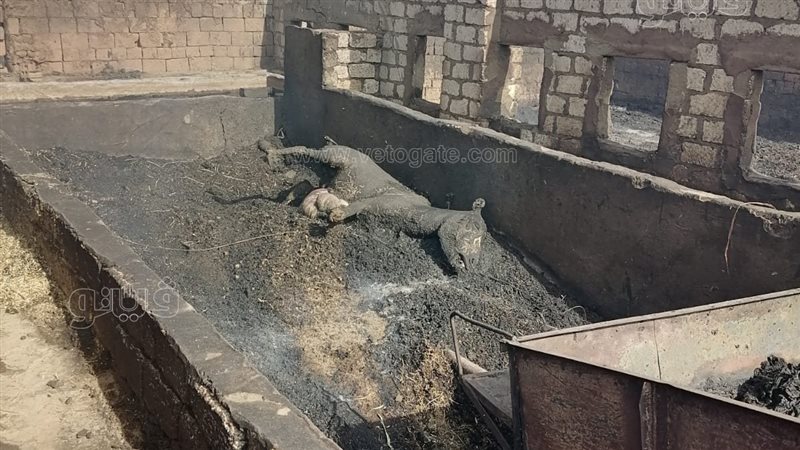 حريق بحظائر ماشية