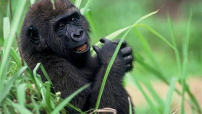 رجل ينقذ صغير غوريلا من الموت بأعجوبة