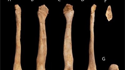 العثور على بقايا الديناصور الأكثر فتكا، انقرضت منذ 66 مليون عام