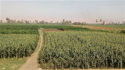 الإرشاد الزراعي بالأقصر: نلبي احتياجات المزارعين في مختلف الإدارات 