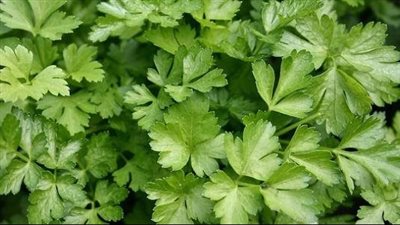 فوائد البقدونس المغلي، يعزز صحة الكبد والقلب ويقوى العظام والمناعة 