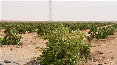 الأمن الغذائي المصري بخير وأمان، السيسي للمصريين: جهود الدولة كبيرة في استصلاح الأراضي، وطرح الشركات بالبورصة فرصة لاستثمار الشباب