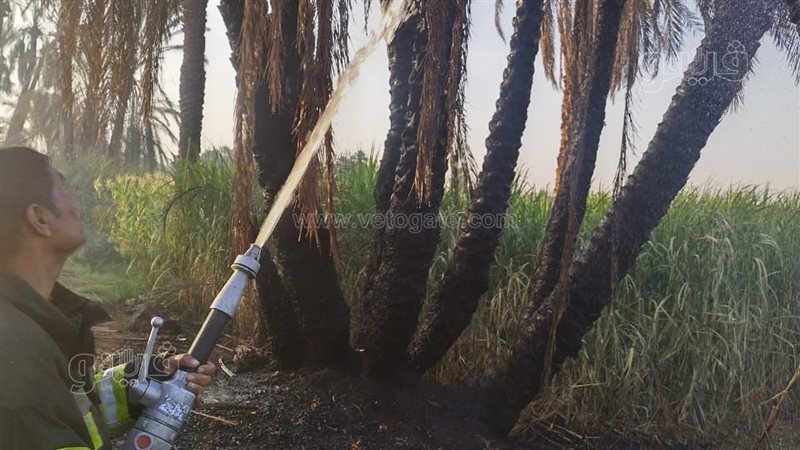 حريق فى نخيل بأسوان،