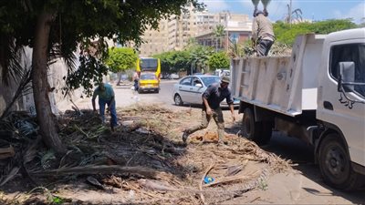 رفع 60 طن مخلفات زراعية من المقابر اليهودية بالإسكندرية