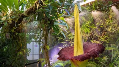 زهرة الجثة، زوار حديقة أمريكية يتابعون تفتُّح ورود برائحة النفايات 