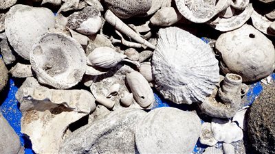 العثور على كنز في نيوزيلندا