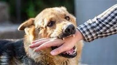 تفسير حلم عضة الكلب في المنام وعلاقته بالخيانة الزوجية والحسد 