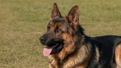 تفسير رؤية كلب ميت في المنام وعلاقتها بالصعوبات الكثيرة والحزن الشديد 