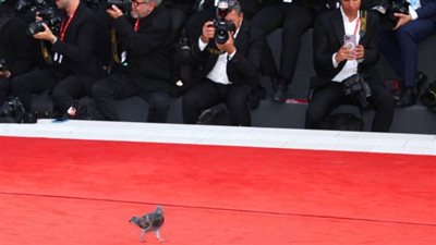 حمامة تخطف الأضواء على السجادة الحمراء في مهرجان فينيسيا 