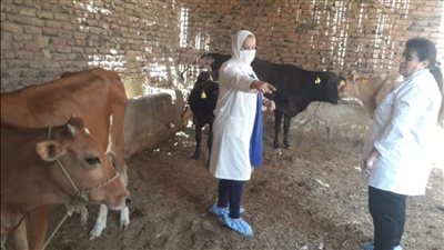 تحصين 39520 حيوانا خلال أعمال الحملة القومية الثانية بالأقصر