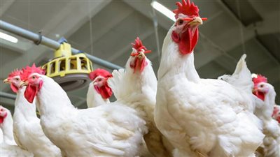 أخبار الاقتصاد اليوم: الثروة الداجنة تكشف عن ارتفاع غير مبرر في أسعار الدواجن.. وخبير يضع روشتة للأزمة الاقتصادية