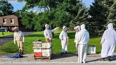 أزمة كبيرة في كندا، قصة هروب 5 ملايين نحلة من صناديق خشبية