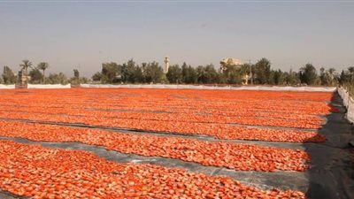 واحات الوادي الجديد تبدأ في مشروع تجفيف الطماطم، متى تصل إلى التصدير؟