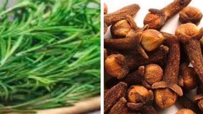 فوائد الروز ماري والقرنفل، زيادة طول الشعر وكثافته