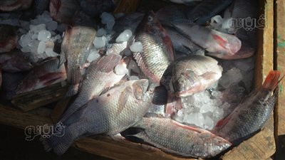 أسعار الأسماك اليوم، البلطي يرتفع جنيهين في سوق العبور 