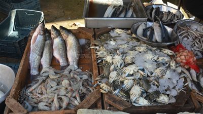 تباين أسعار الأسماك في الأسواق اليوم الجمعة (فيديو وصور) 