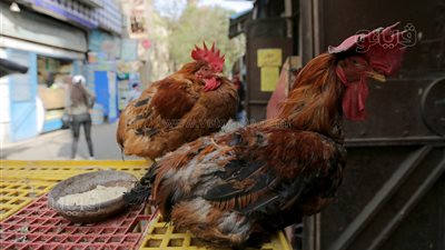 الفراخ بـ75 جنيهًا، ننشر أسعار الدواجن والبيض اليوم الثلاثاء 23-4-2024 بالأسواق 