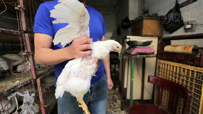 خبر طال انتظاره، شعبة الثروة الداجنة تكشف موعد انخفاض أسعار الفراخ بالأسواق