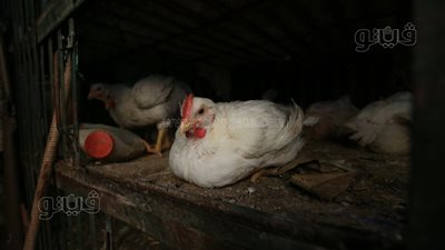 أسعار الدواجن اليوم الأربعاء 13-9-2023 في الدقهلية